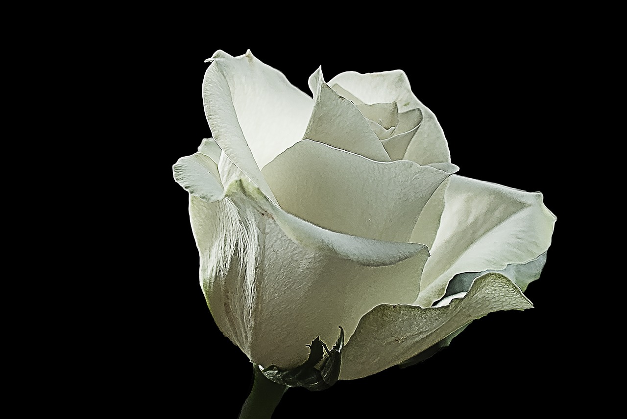 white-rose-2331800_1280